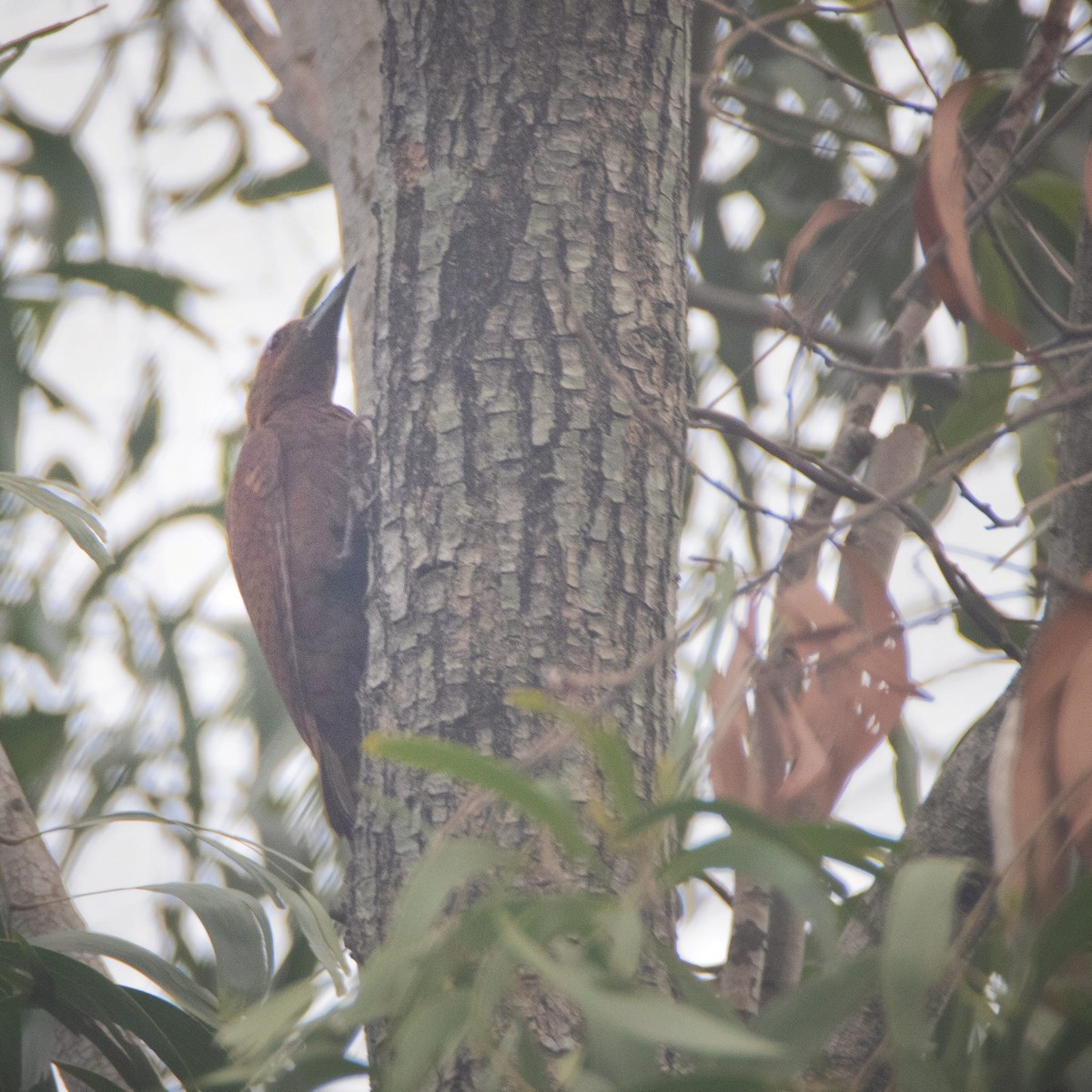 Rufous Woodpecker - ML621870677