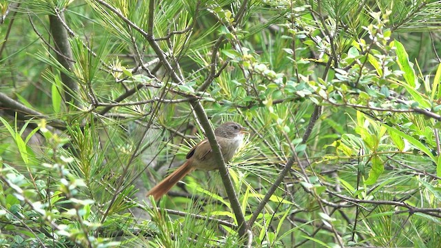 Rufous-tailed Babbler - ML621870678