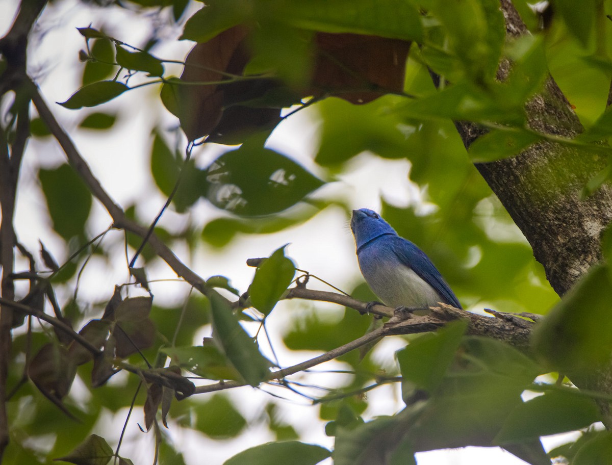 Black-naped Monarch - ML621870688