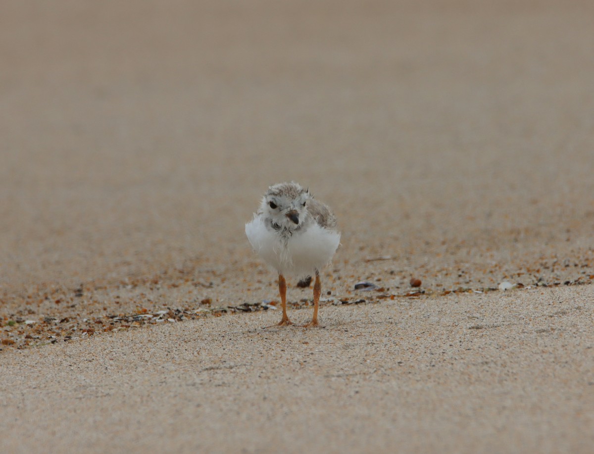 Piping Plover - ML621870738