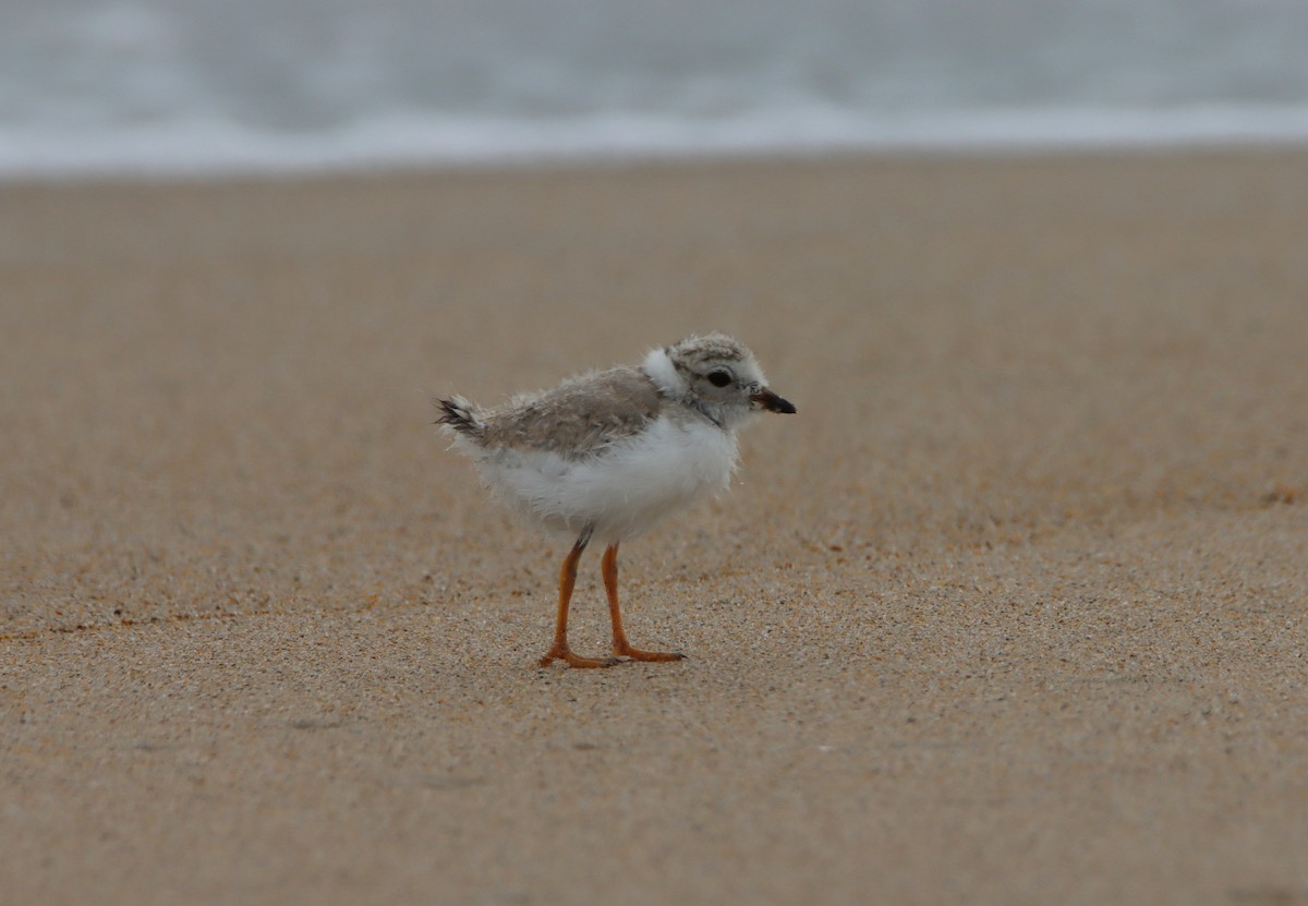 Piping Plover - ML621870739