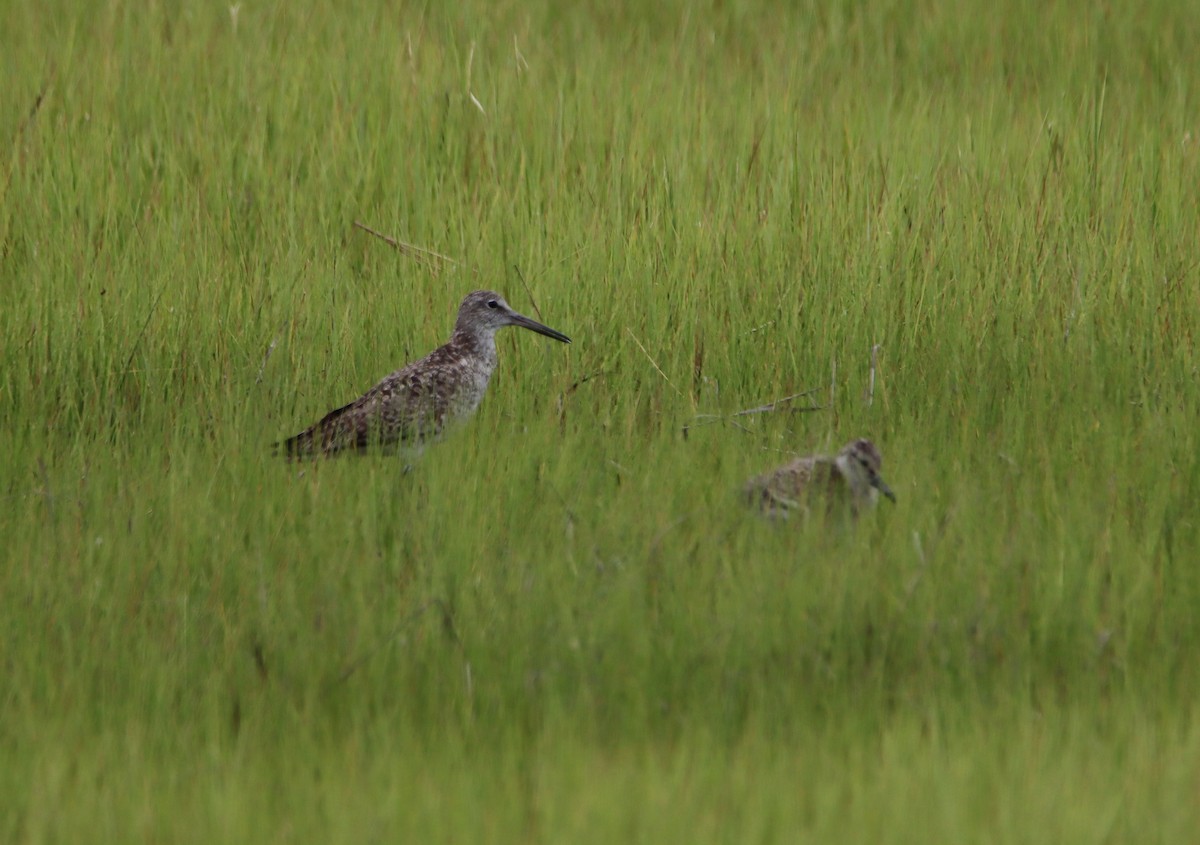 Willet - ML621870743