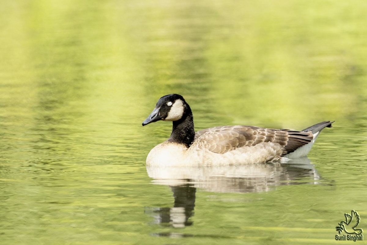 Canada Goose - ML621870760