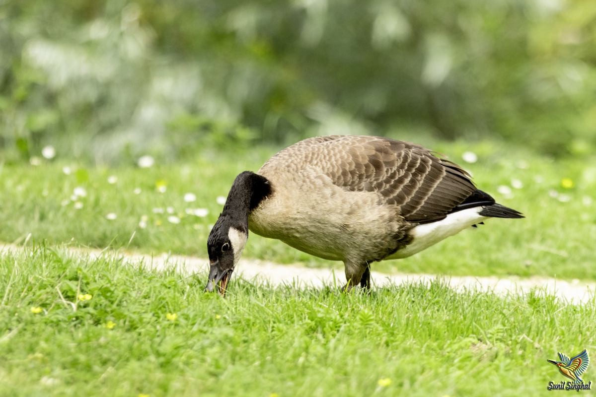 Canada Goose - ML621870762