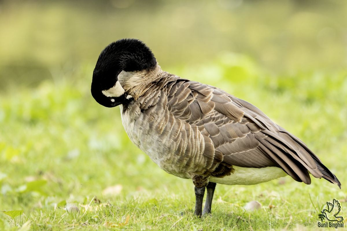 Canada Goose - ML621870763