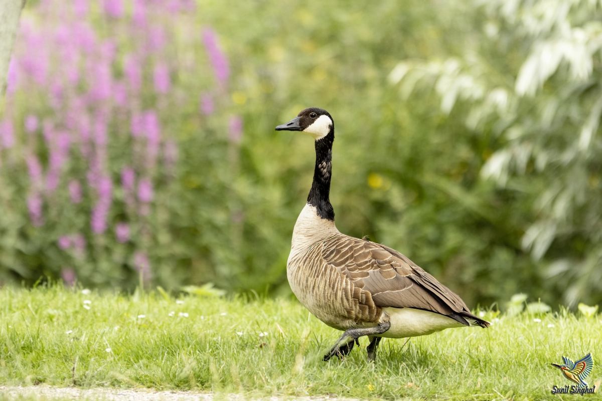 Canada Goose - ML621870764