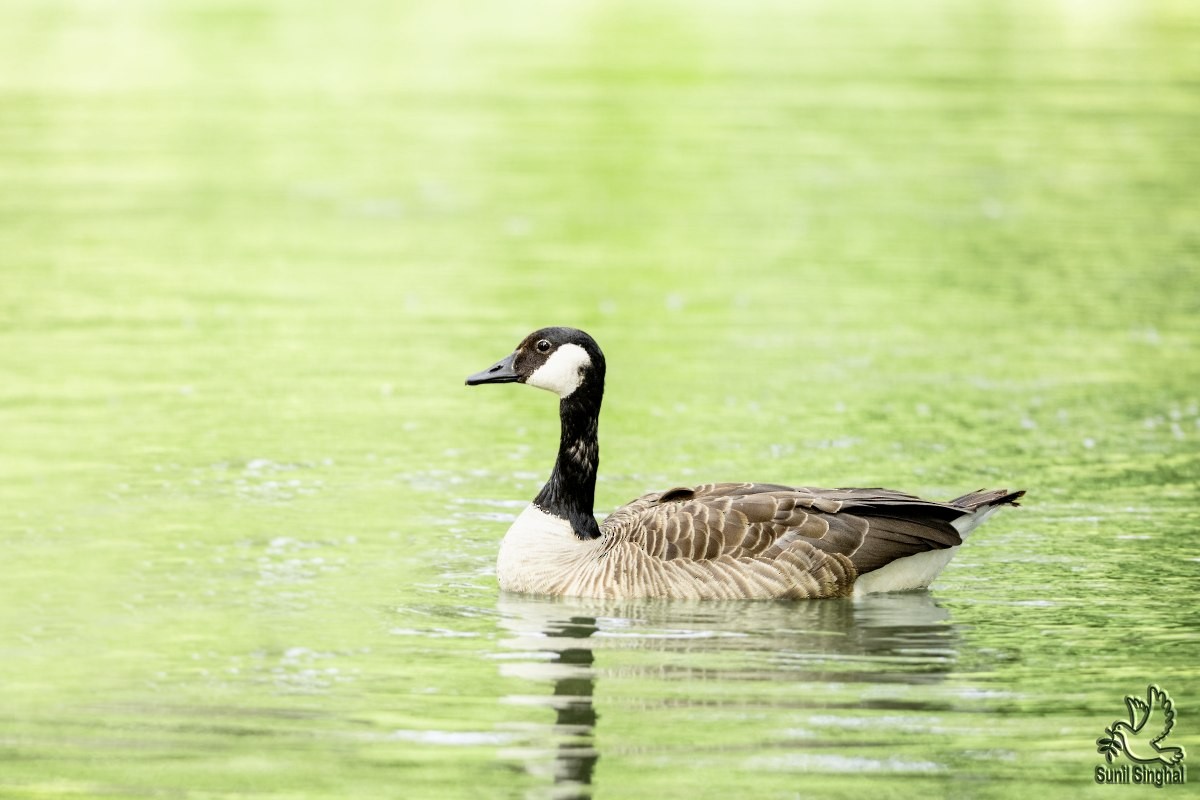 Canada Goose - ML621870765