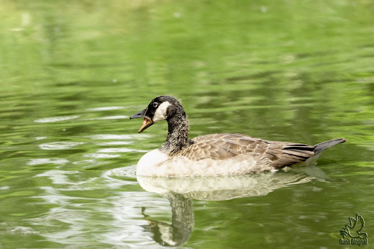 Canada Goose - Sunil Singhal