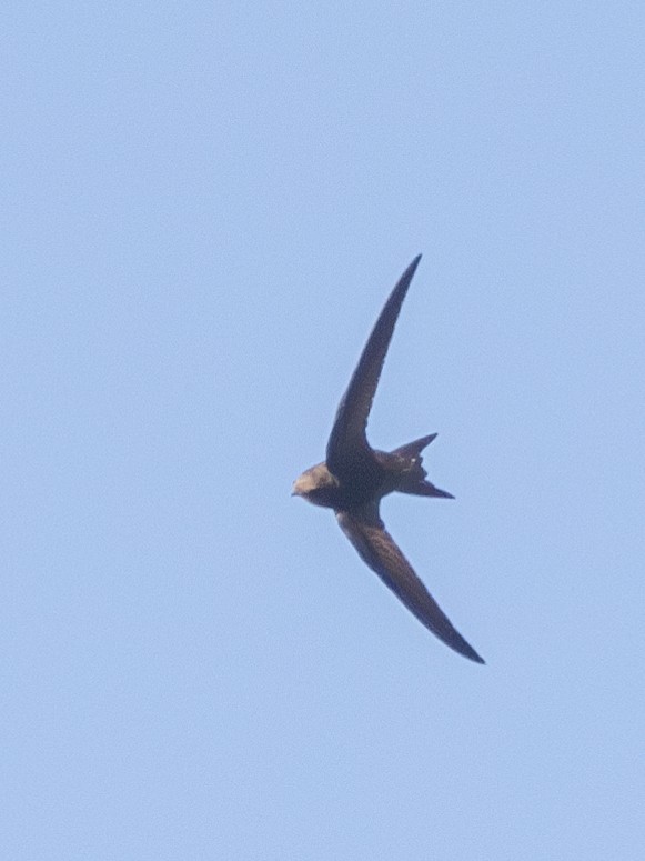 Common Swift - ML621870808