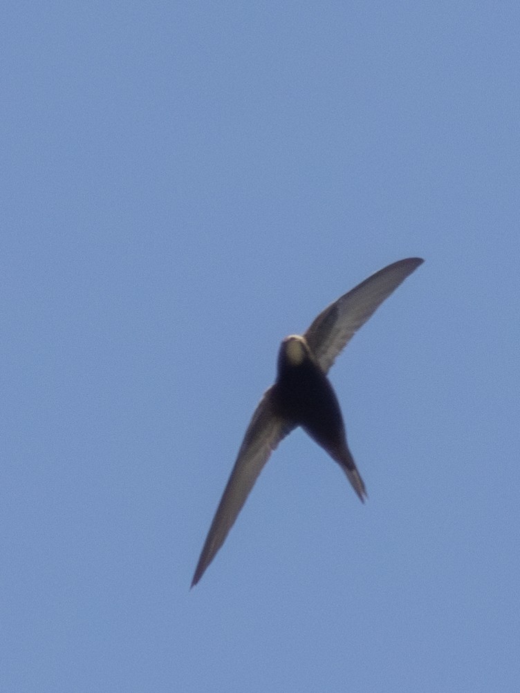 Common Swift - William Stephens