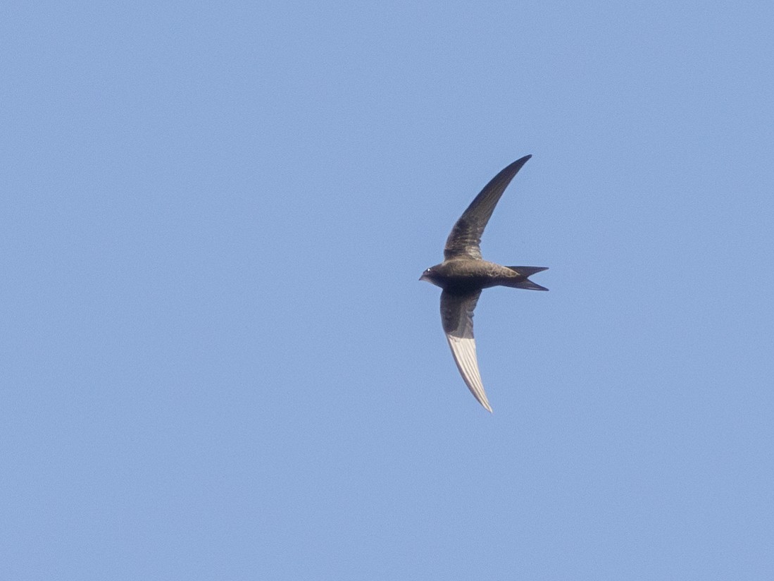 Common Swift - ML621870811