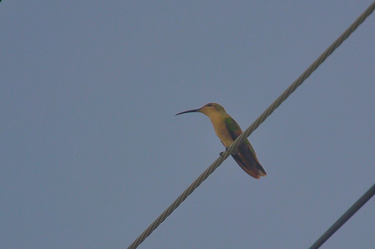 Mango Dominicano (aurulentus) - ML621870819