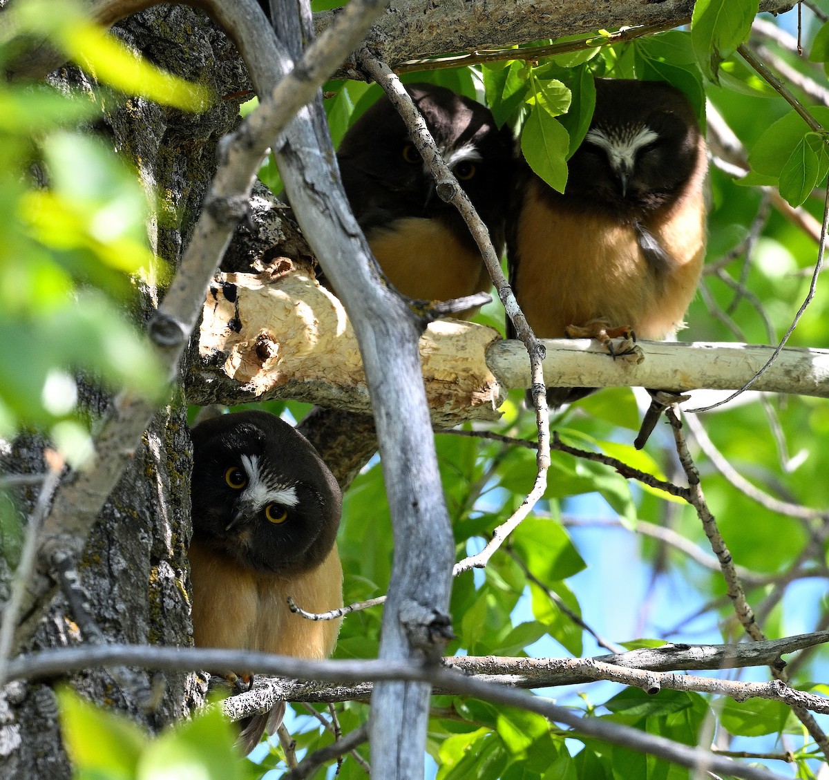 Northern Saw-whet Owl - ML621870865