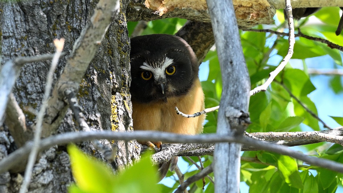 Northern Saw-whet Owl - ML621870869