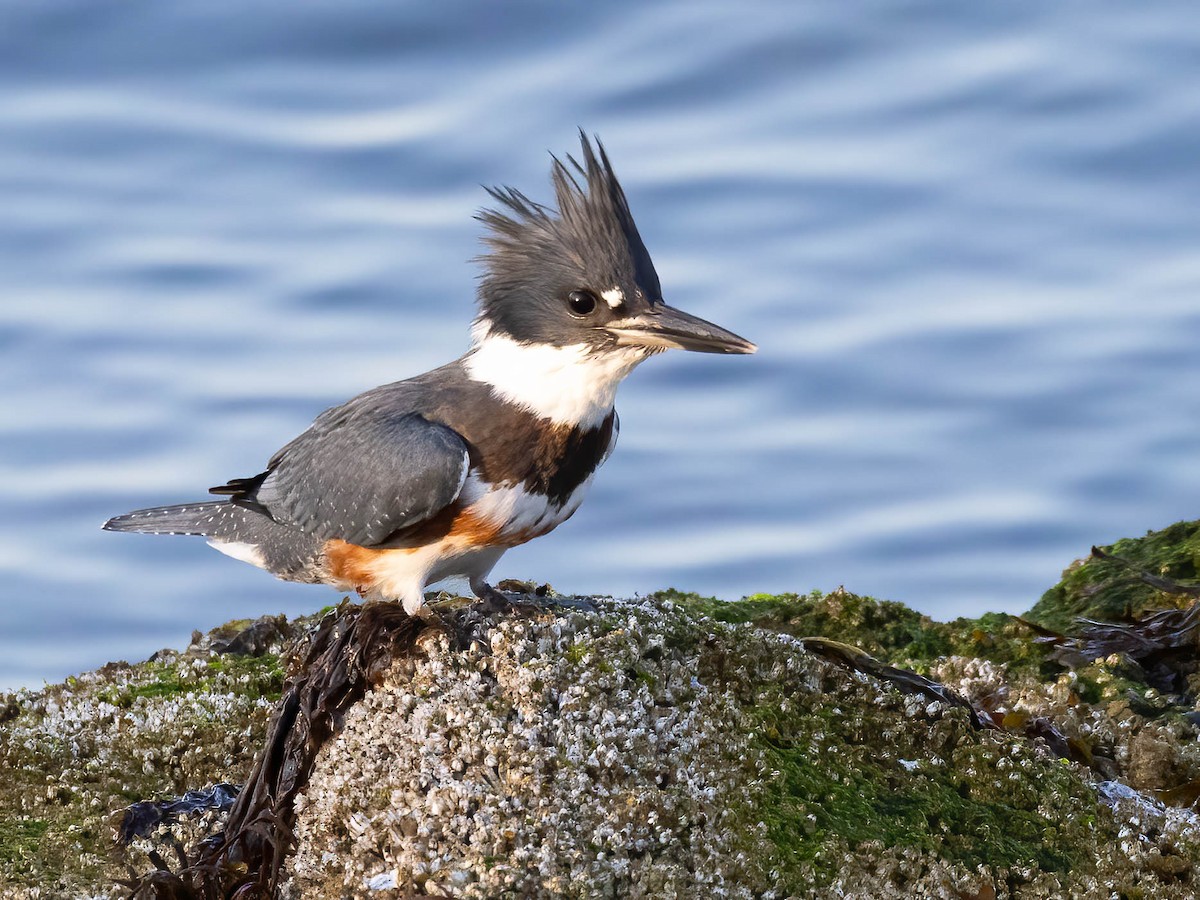 Belted Kingfisher - ML621870873