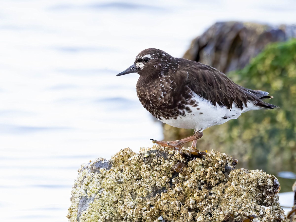 Black Turnstone - Andy DeBroux