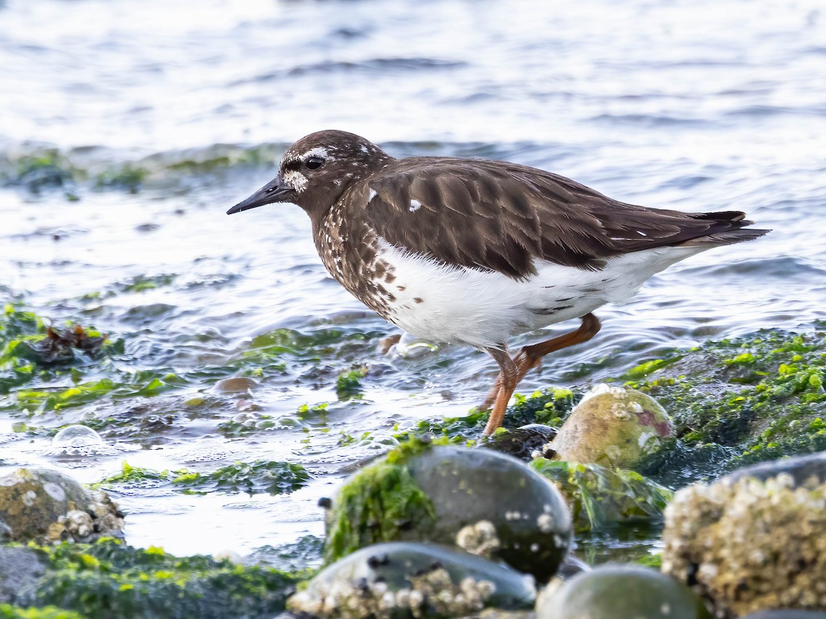 Black Turnstone - ML621870881