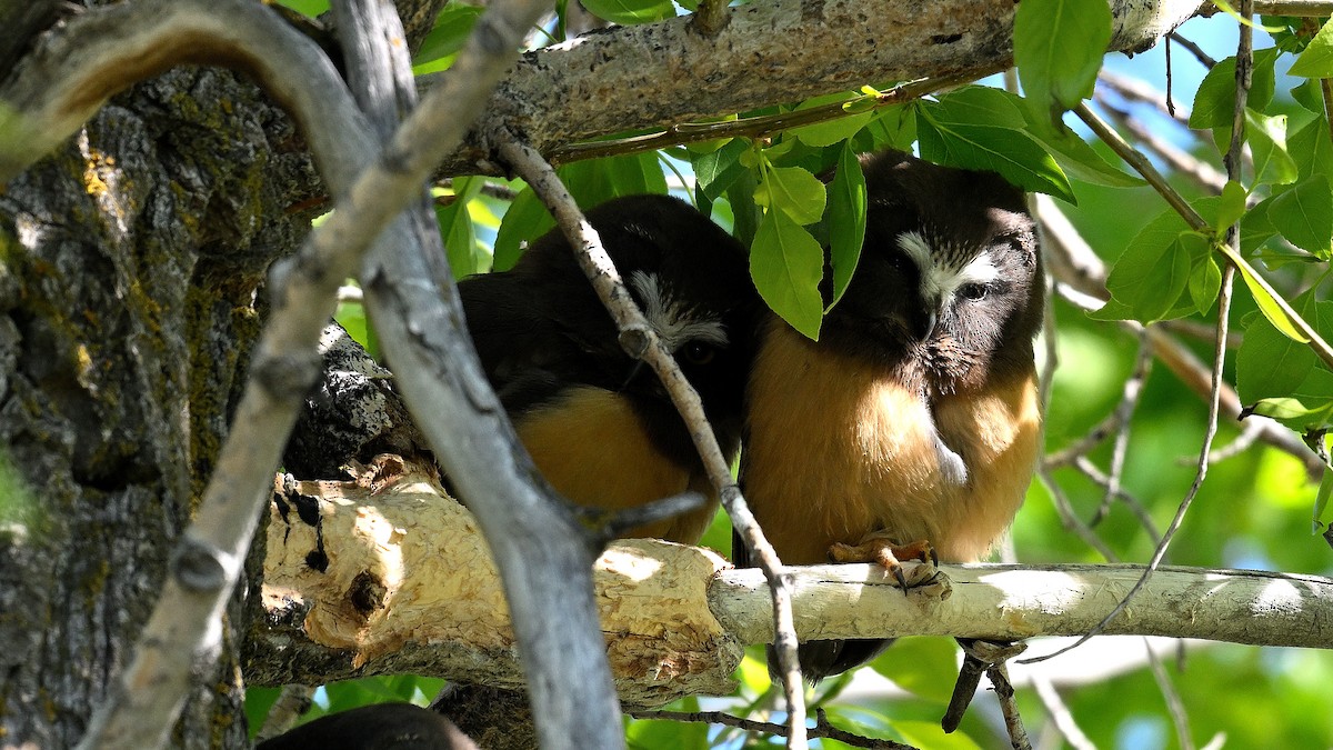 Northern Saw-whet Owl - Steve Butterworth