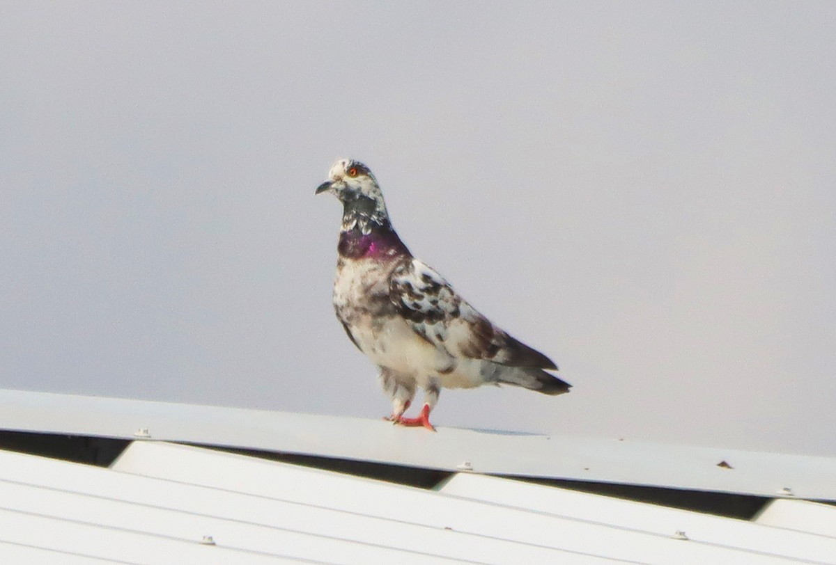 Rock Pigeon (Feral Pigeon) - ML621870902