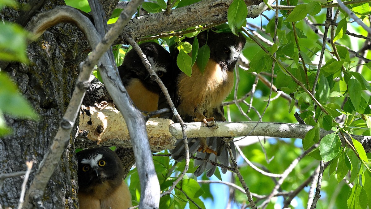 Northern Saw-whet Owl - ML621870905