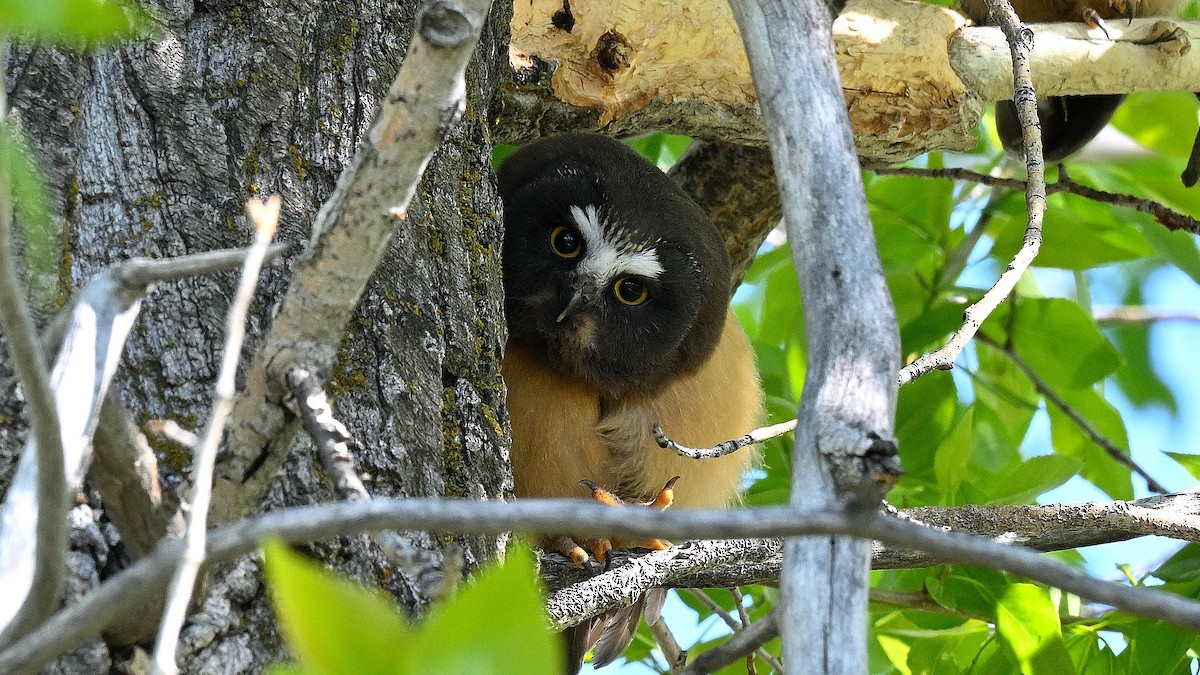 Northern Saw-whet Owl - ML621870907