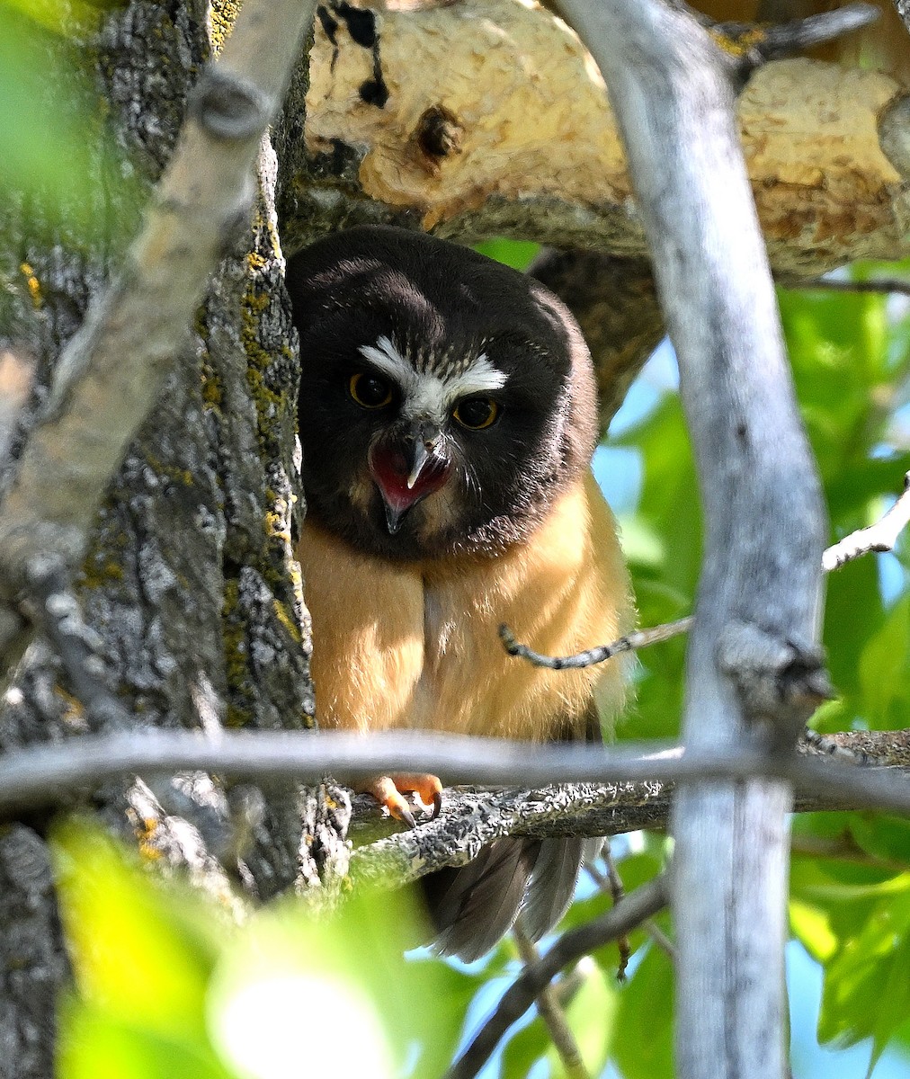 Northern Saw-whet Owl - ML621870923