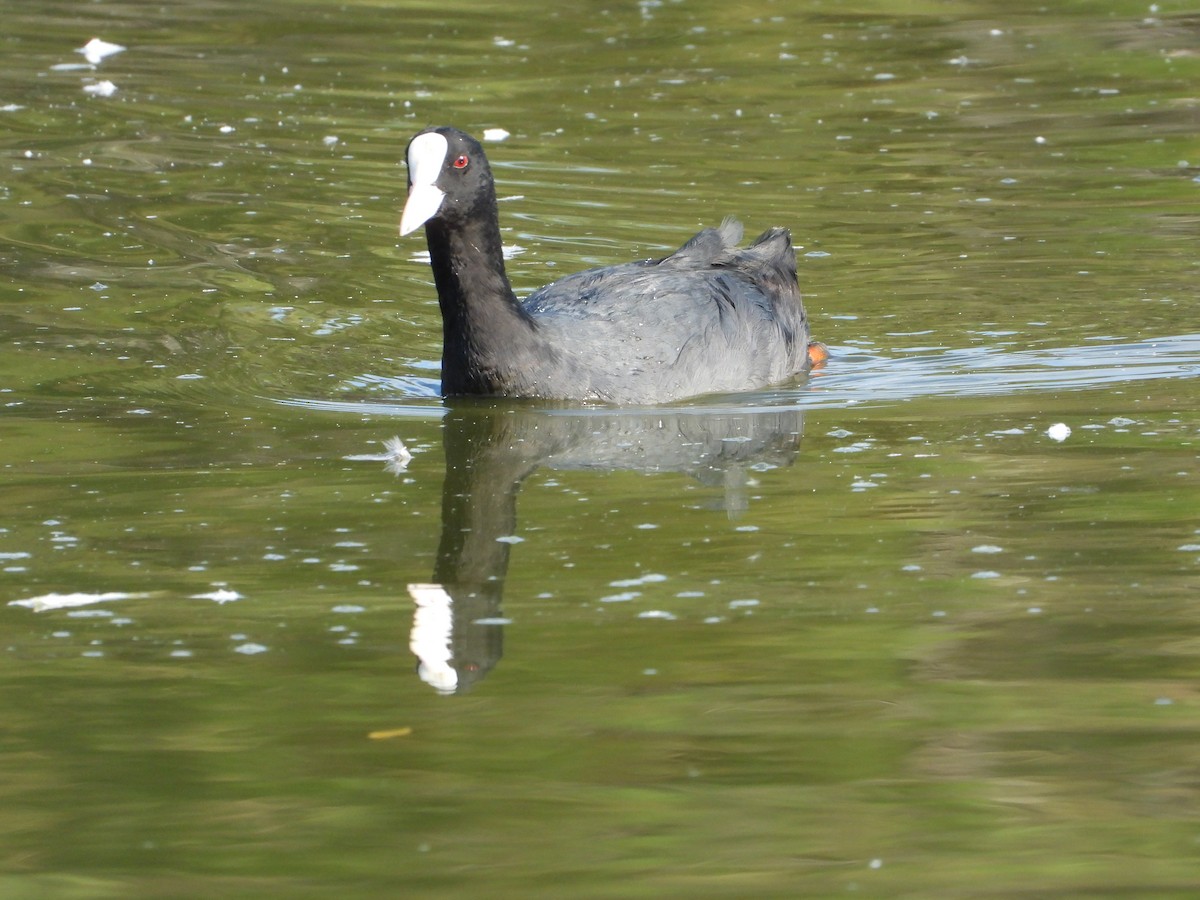 Eurasian Coot - ML621870925