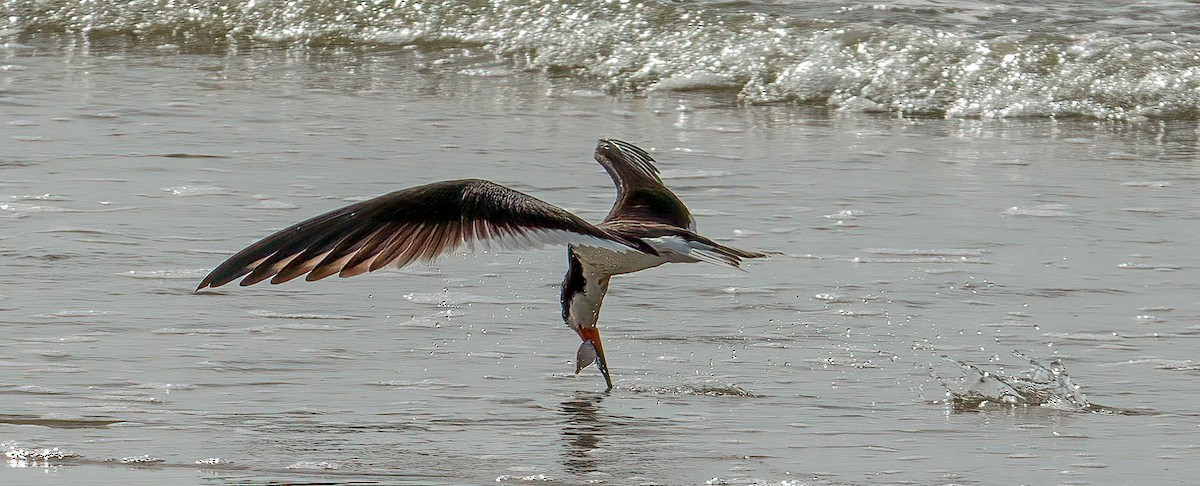 Black Skimmer - ML621870934