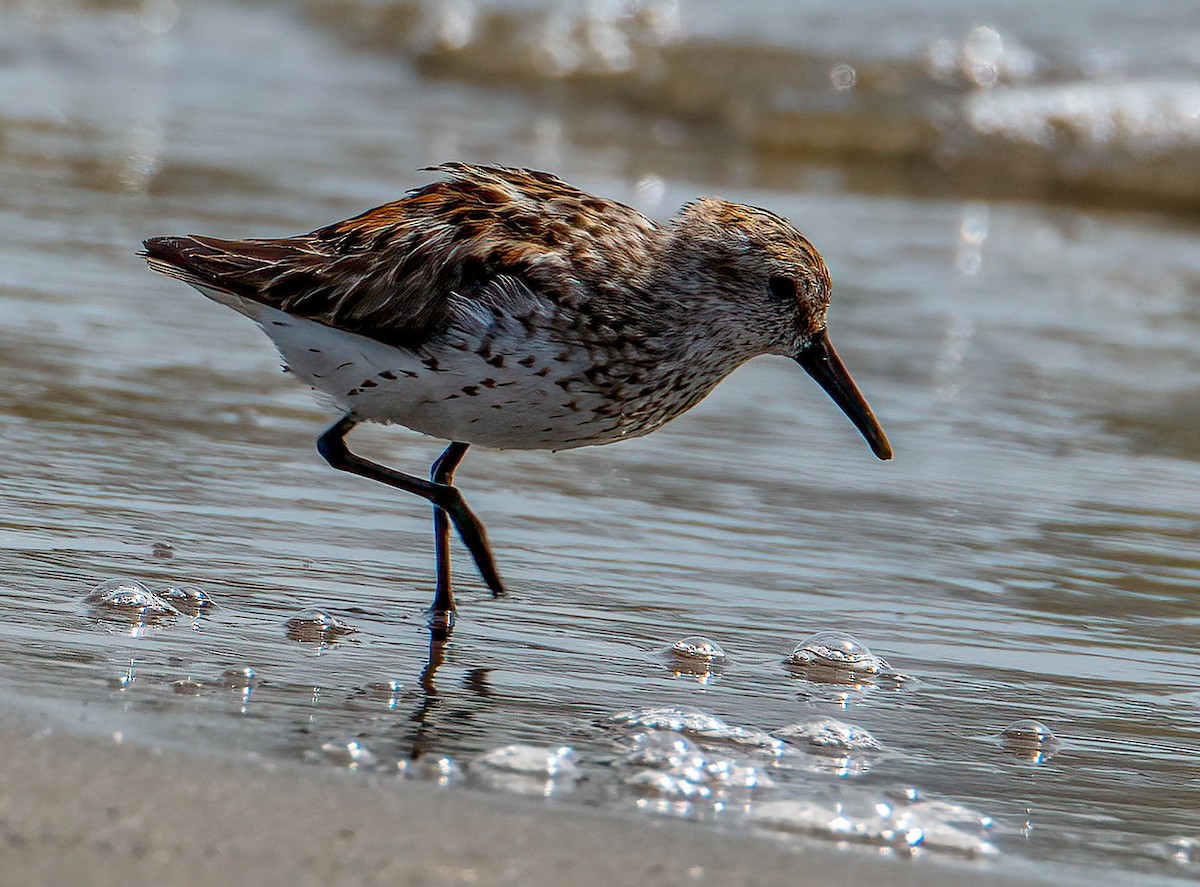 Western Sandpiper - ML621870941