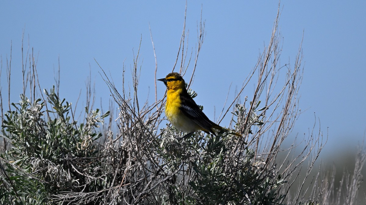 Bullock's Oriole - ML621870950