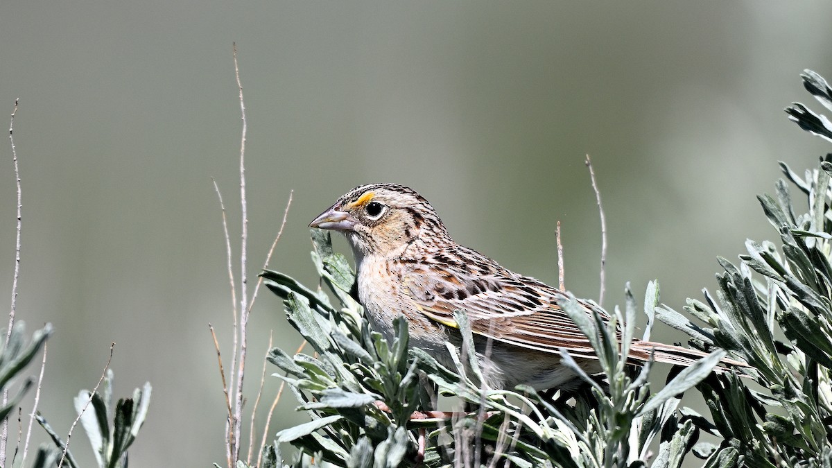 Grasshopper Sparrow - ML621870974