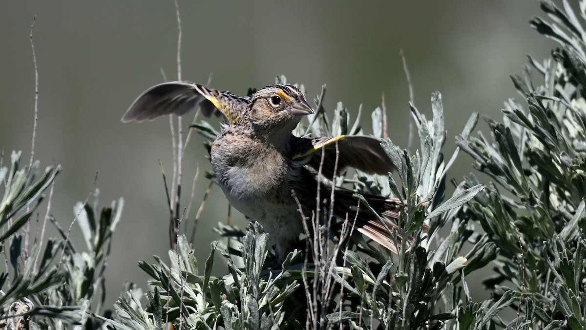 Grasshopper Sparrow - ML621870975