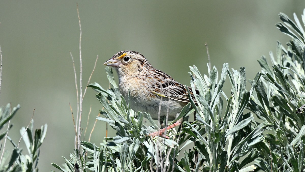 Grasshopper Sparrow - ML621870980