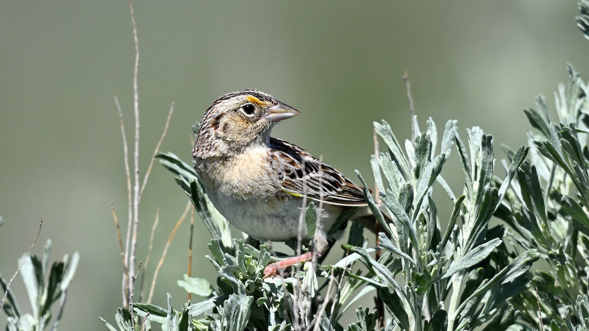 Grasshopper Sparrow - ML621870988