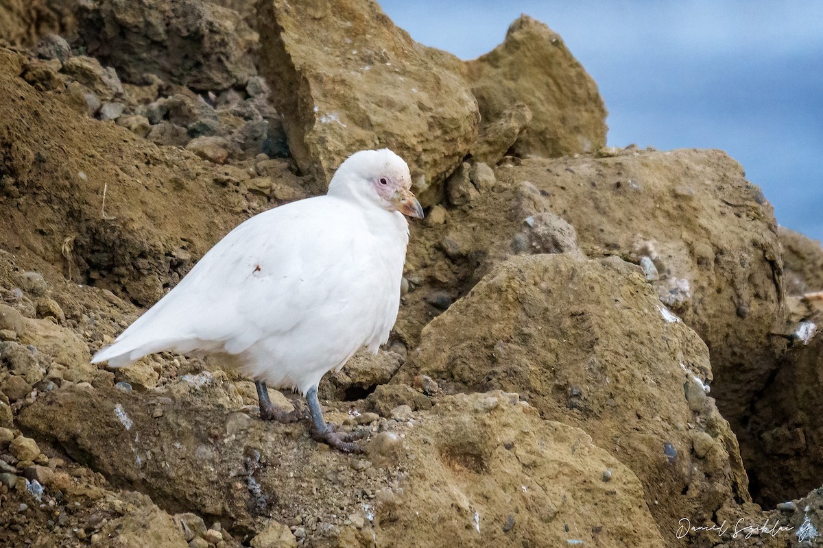 Snowy Sheathbill - ML621870990