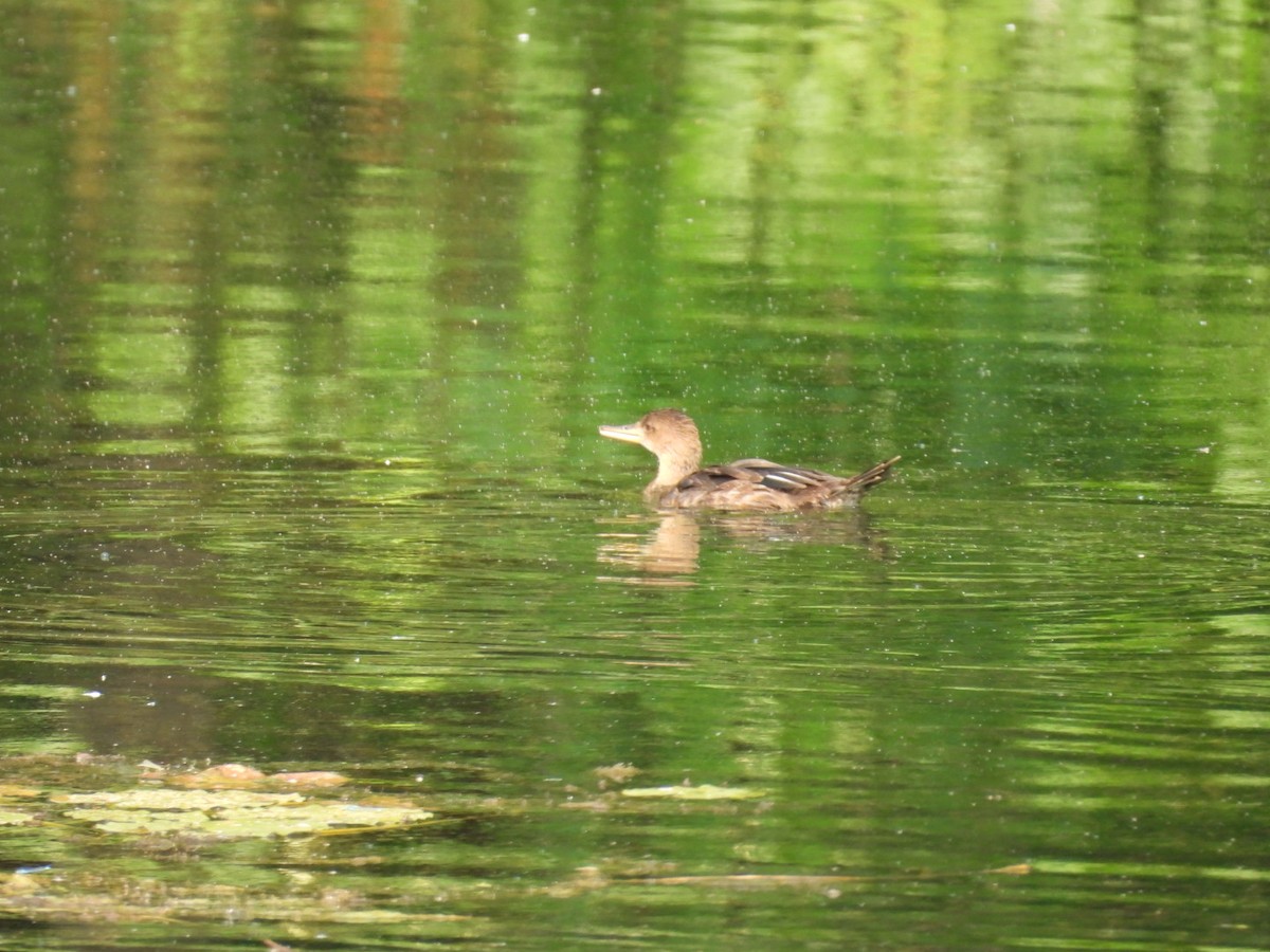 Hooded Merganser - ML621870994