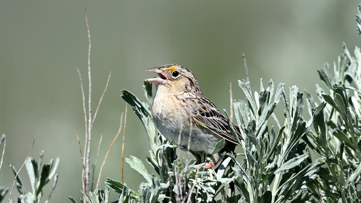 Grasshopper Sparrow - ML621871004