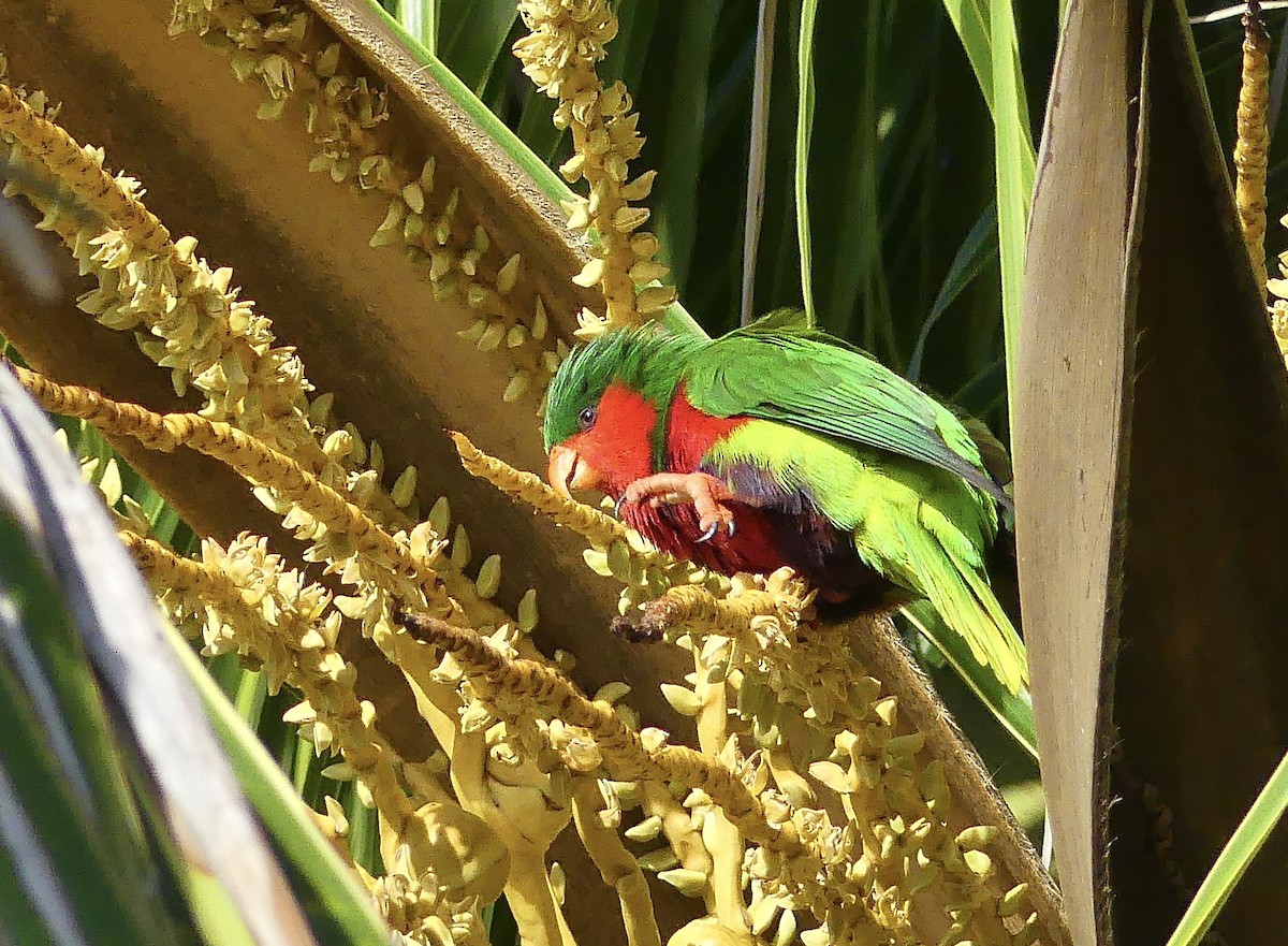 Stephen's Lorikeet - ML621871006