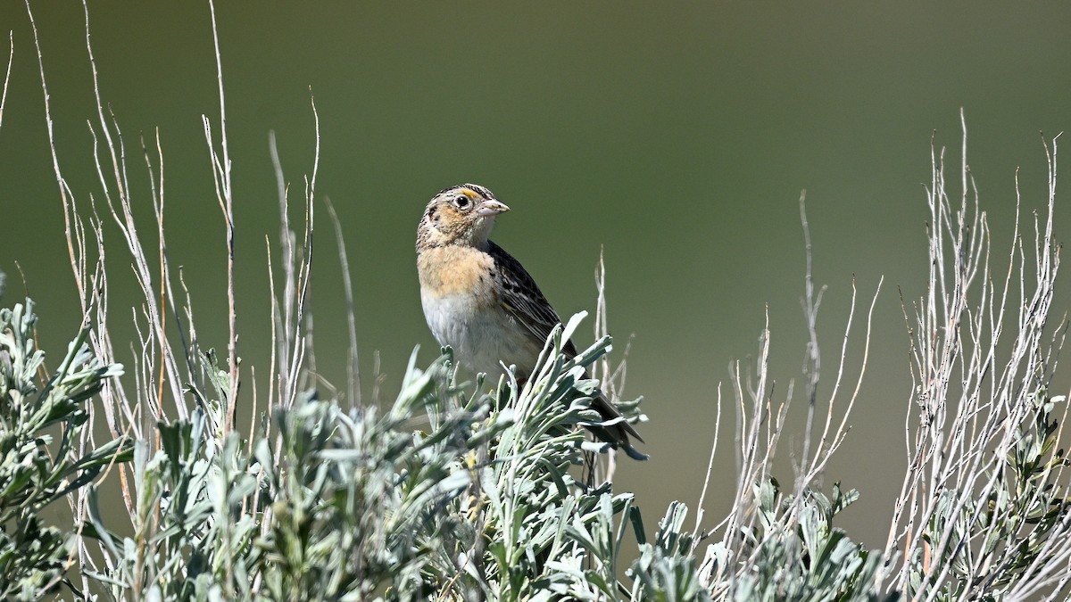 Grasshopper Sparrow - Steve Butterworth