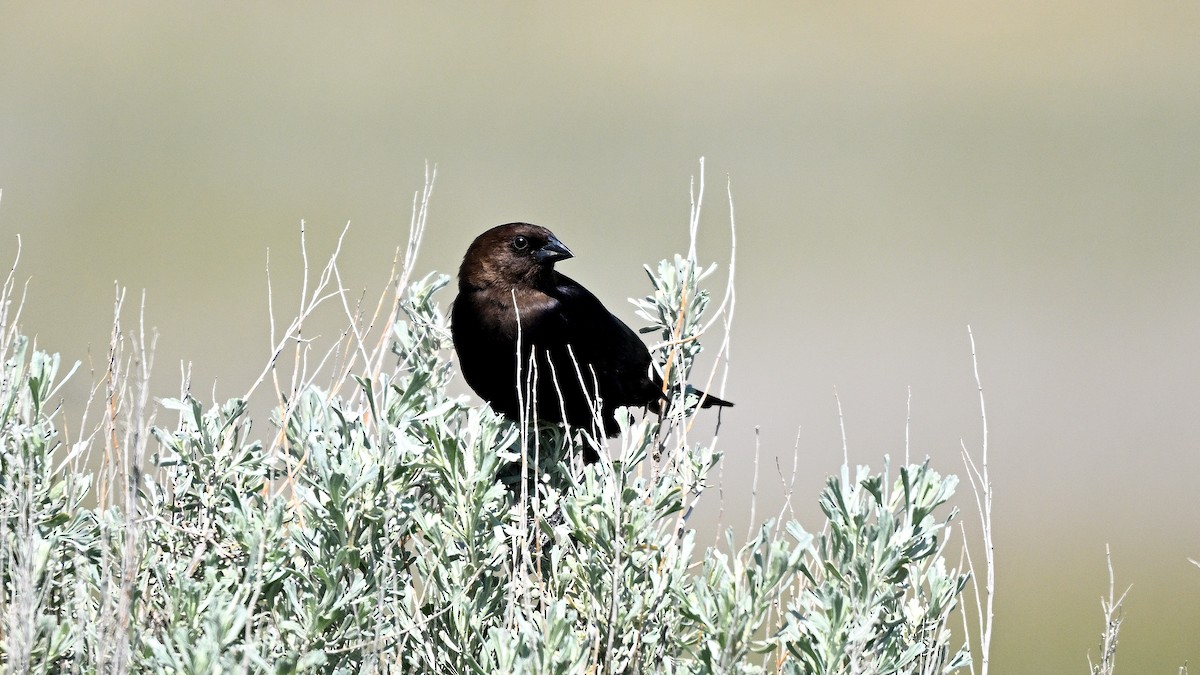 Brown-headed Cowbird - ML621871018