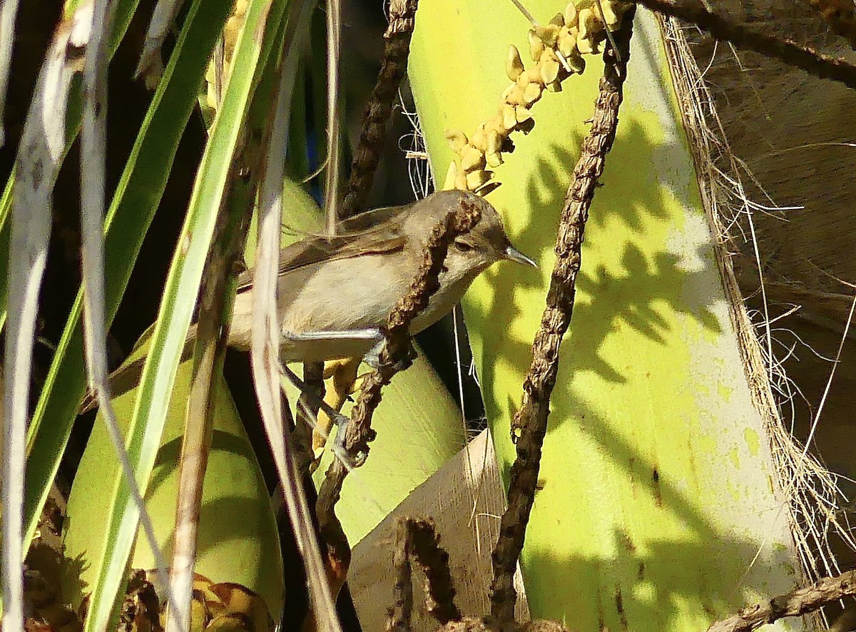 Henderson Island Reed Warbler - ML621871019