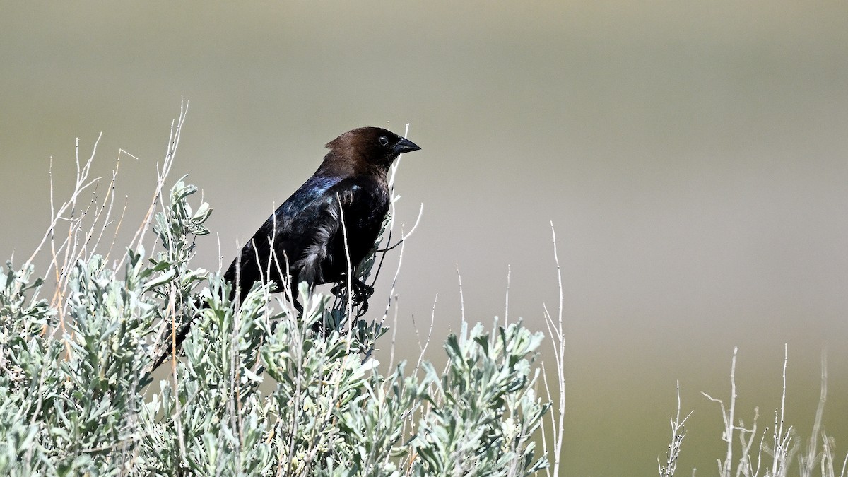 Brown-headed Cowbird - ML621871020