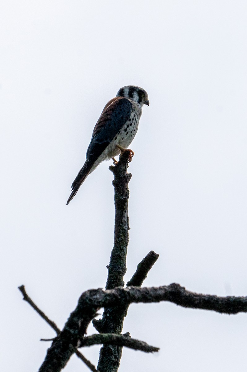 American Kestrel - ML621871051