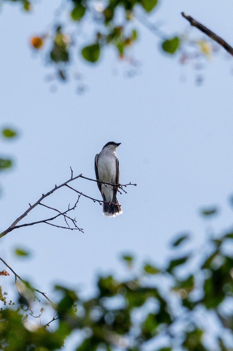 Eastern Kingbird - B F