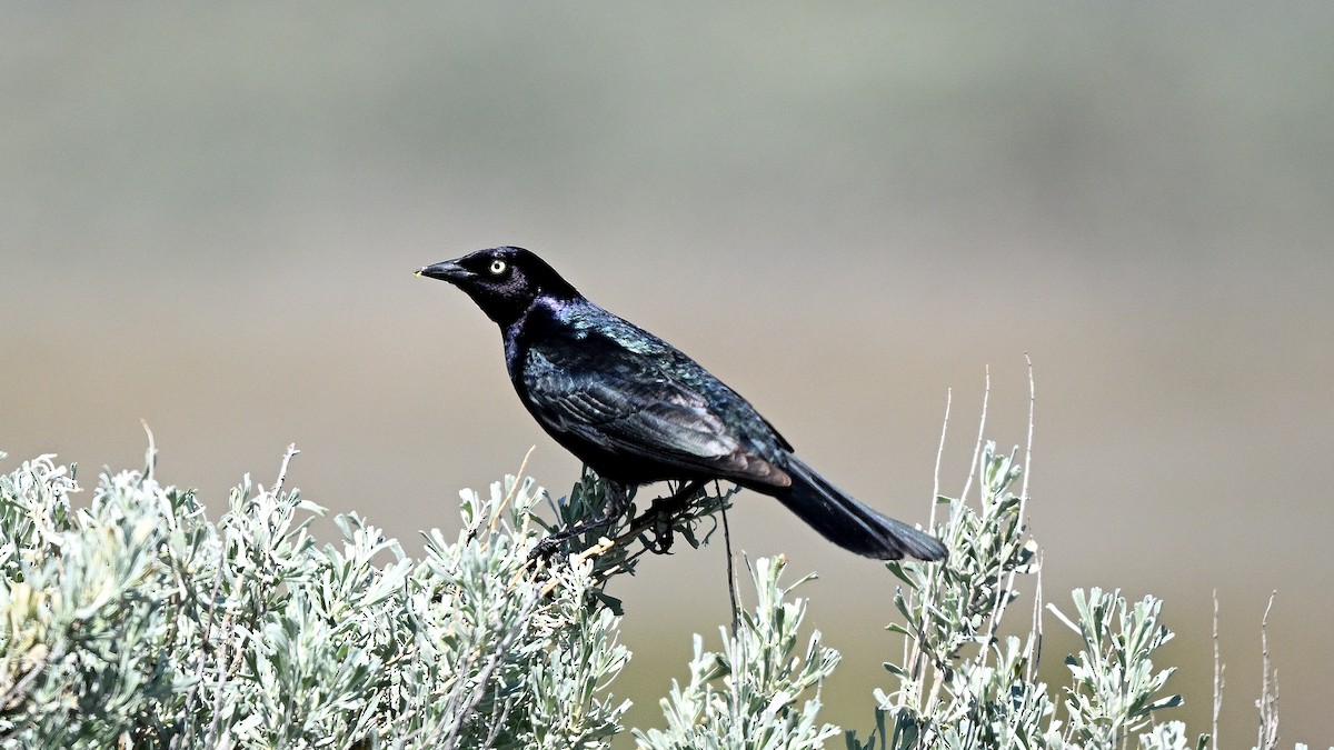 Brewer's Blackbird - ML621871072