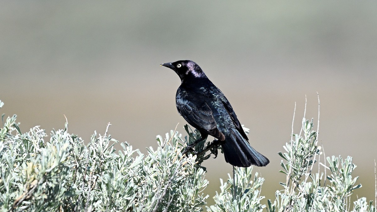 Brewer's Blackbird - ML621871078