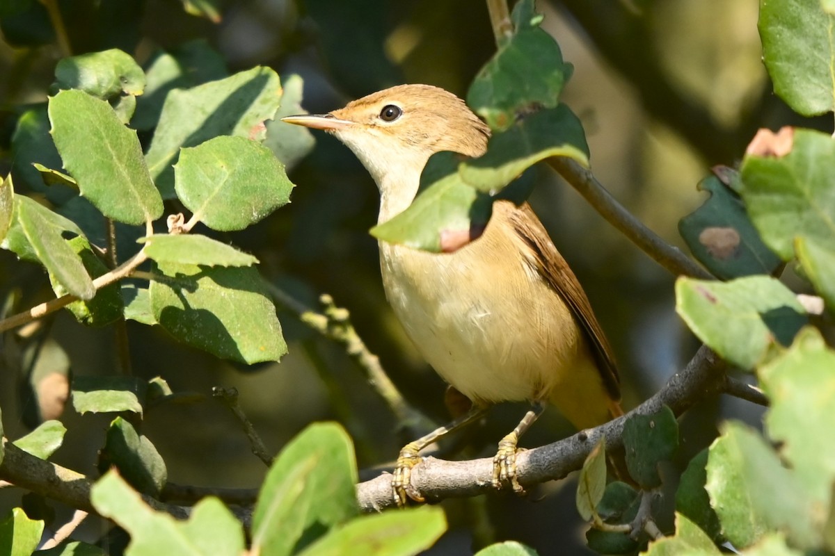 Melodious Warbler - ML621871104