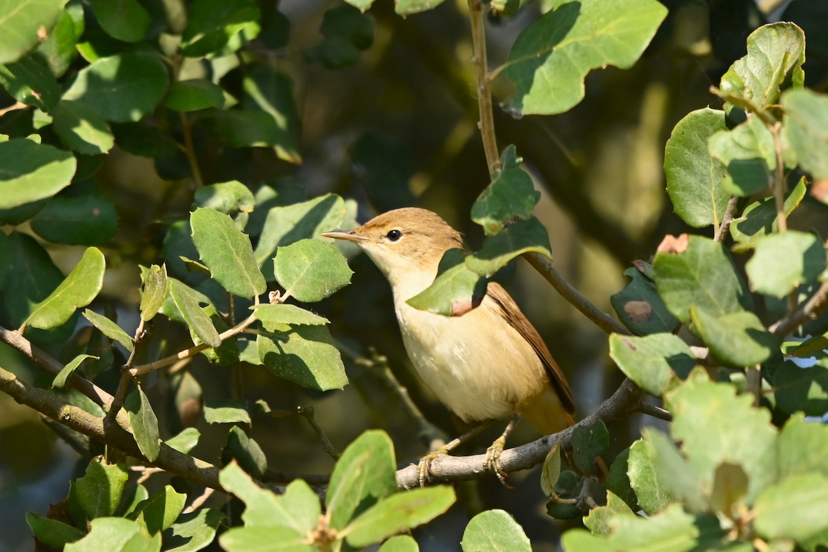 Melodious Warbler - ML621871105