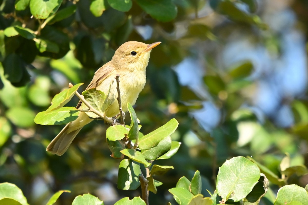 Melodious Warbler - José Pais