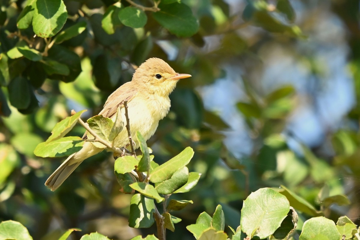 Melodious Warbler - ML621871107